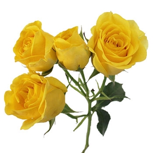 ROSA SPRAY SUNTAN 040 CM