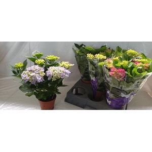 HYDRANGEA MIX P14 5+
