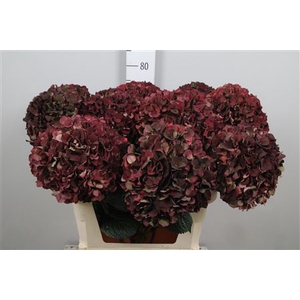 Hydr Cl M Mag Rubyrd