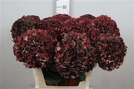 Hydr Cl M Mag Rubyrd