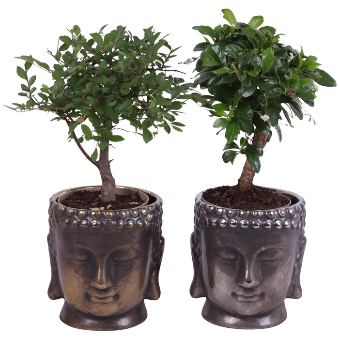 <h4>Bonsai Indoor Mix Ø09cm Ball Shape in Ceramic Buddha G/S Ø12cm</h4>