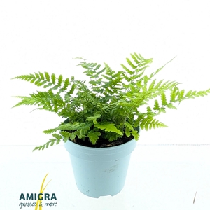 Dryopteris affinis