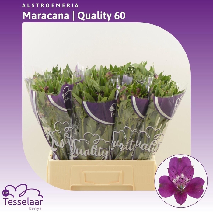 <h4>Alstroemeria Maracana | Quality 60</h4>