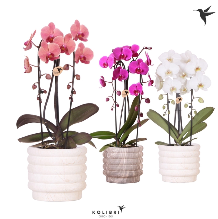<h4>Kolibri Orchids Phalaenopsis Cascade Niagara Fall mix 2 spike in Marble pot mix</h4>