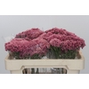 Ozothamnus Booming Pink