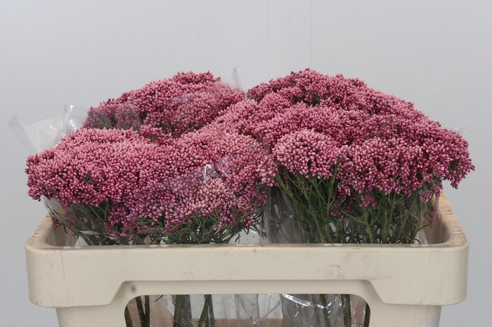 <h4>Ozothamnus Booming Pink</h4>