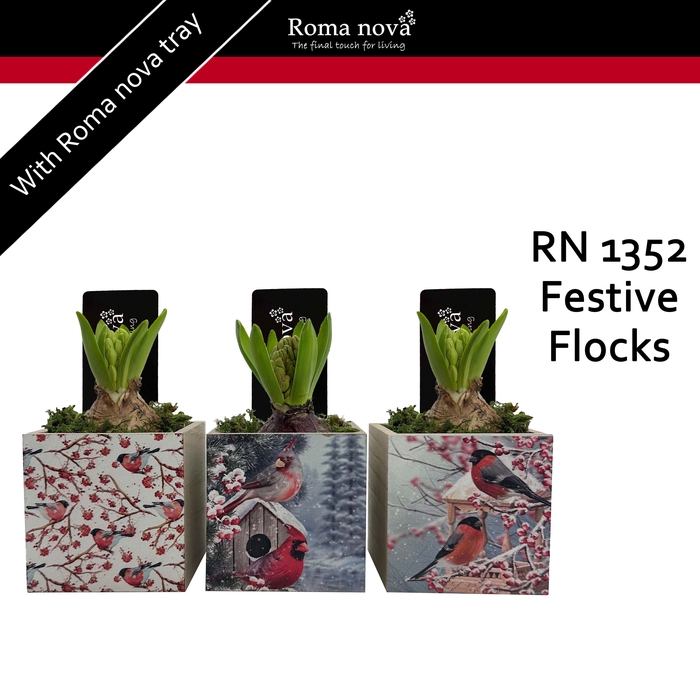 <h4>1352 - Festive Flocks (Hyacint)</h4>