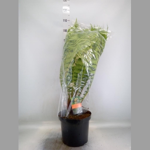 Dicksonia antarctica