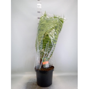 Dicksonia antarctica