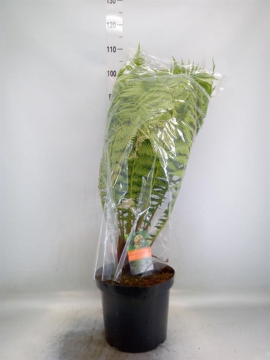 <h4>Dicksonia antarctica</h4>