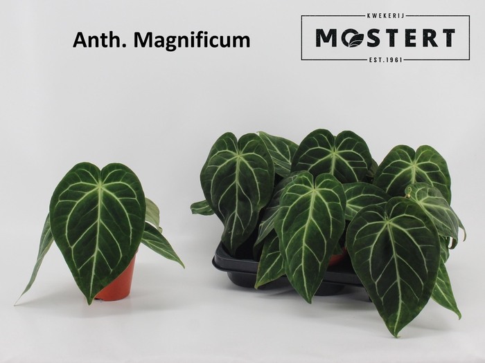 <h4>Anthu Magnificum</h4>