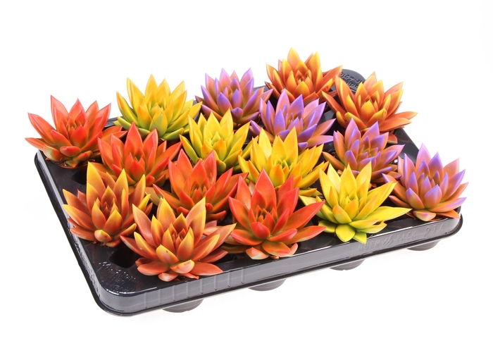 <h4>Echeveria  'Miranda'</h4>