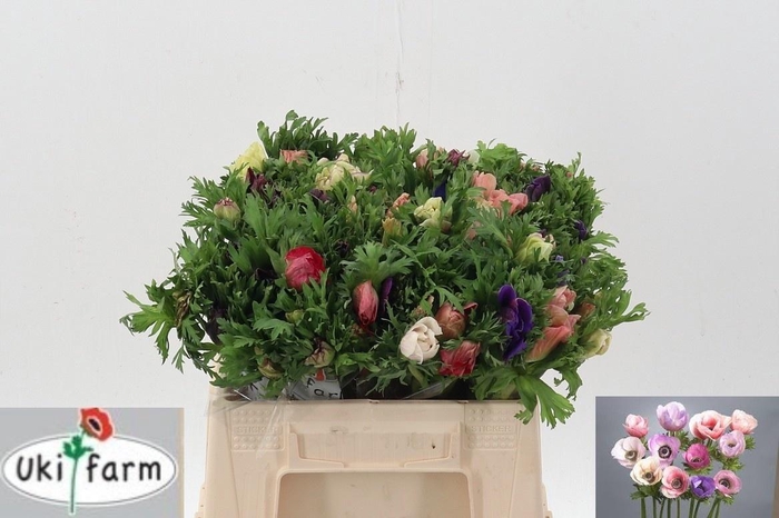 <h4>ANEM CO GALIL PASTEL</h4>