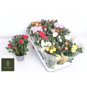 RO KORDAN GRANDE GEM