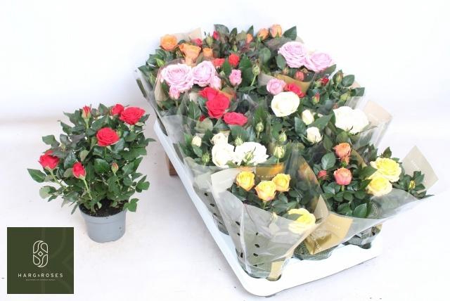 <h4>RO KORDAN GRANDE GEM</h4>