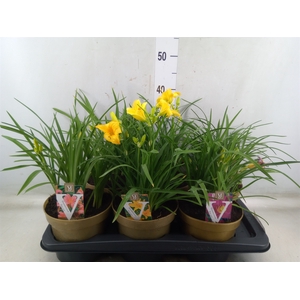 Hemerocallis   ...