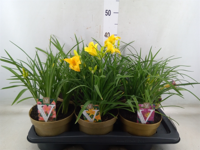 <h4>Hemerocallis   ...</h4>