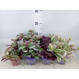 Tradescantia   ...mix