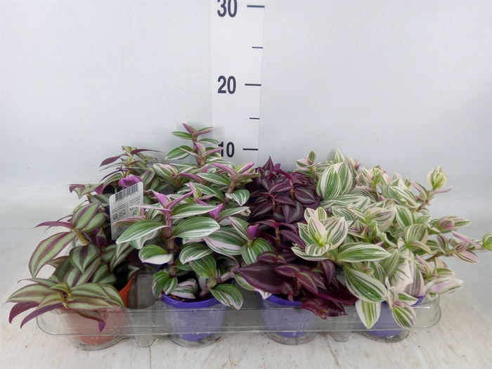 <h4>Tradescantia   ...mix</h4>