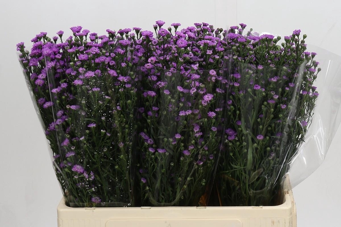 <h4>Aster Baby Pink</h4>
