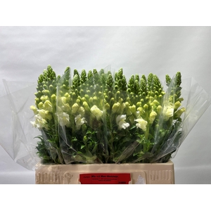 Antirrhinum Poto Ivory White