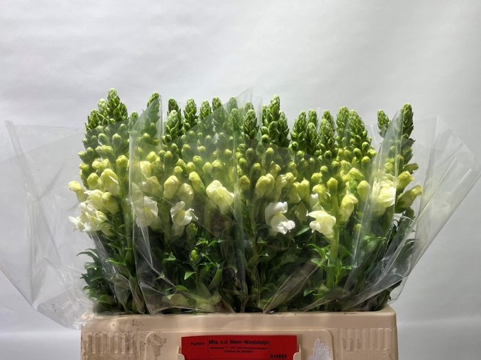 <h4>Antirrhinum Poto Ivory White</h4>