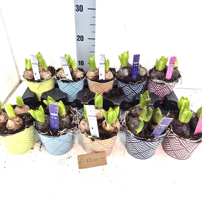 <h4>ARR HYACINTH</h4>