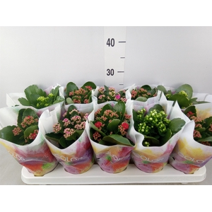 Kalanchoe blos.   ..rosebud mix  5