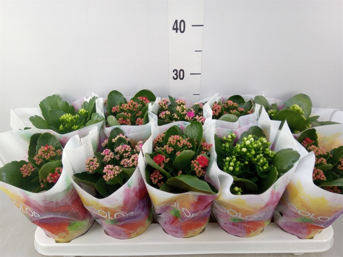 <h4>Kalanchoe blos.   ..rosebud mix  5</h4>