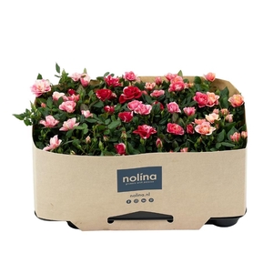 Nolina Roses Ø 7 cm Special Mix with tray collar