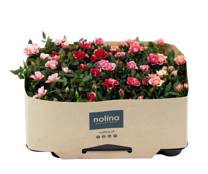 <h4>Nolina Roses Ø 7 cm Special Mix with tray collar</h4>