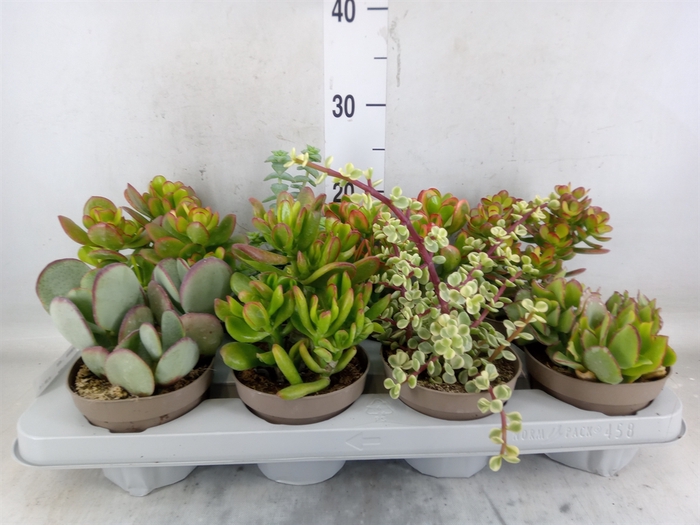<h4>Crassula   ...mix</h4>