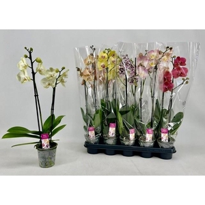 PHAL GEM