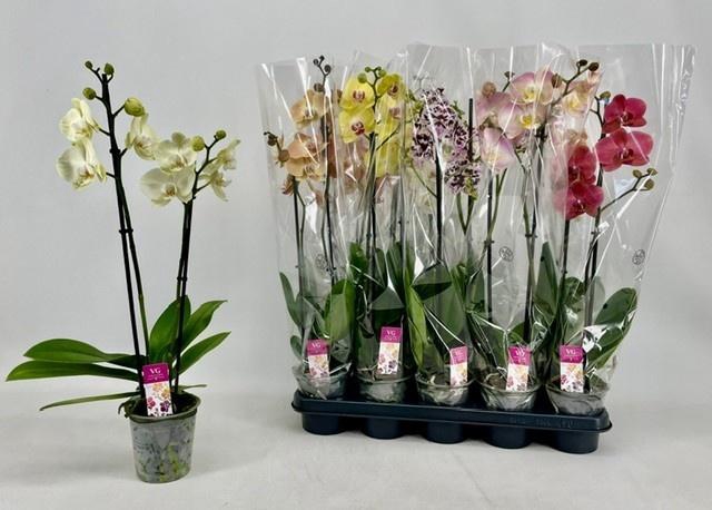 <h4>PHAL GEM</h4>