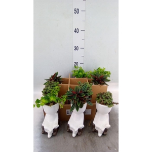 Arr.   Kamerplant Groen L%