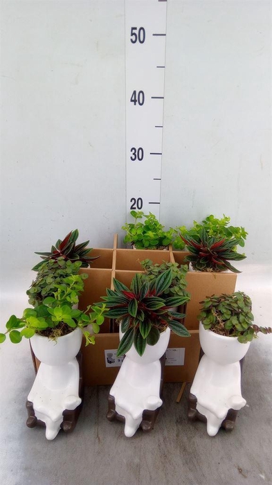 <h4>Arr.   Kamerplant Groen L%</h4>
