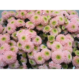 Chr San Ferry Sweet Roosvice