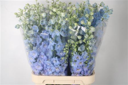 <h4>Delph El Dewi Boy Pale Blue</h4>