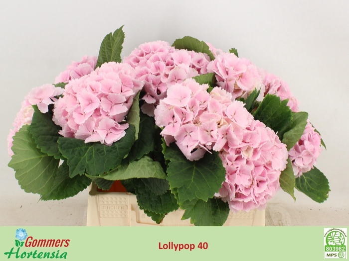 <h4>HYDR M CH LOLLYPP RZ</h4>