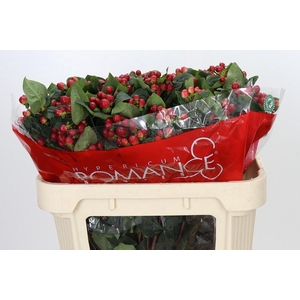 Hypericum True Romance Spray