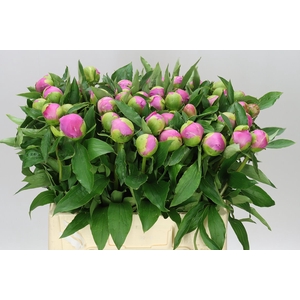 Paeonia Mr Jules Elie