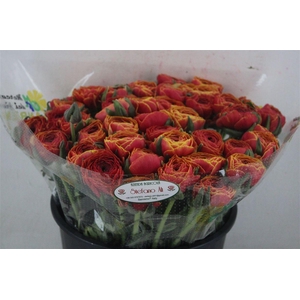 Ran Cloni Sup Ring Orange