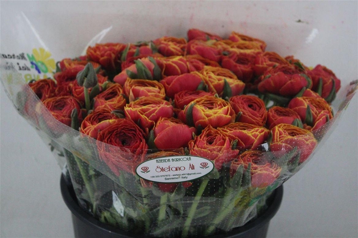 <h4>Ran Cloni Sup Ring Orange</h4>