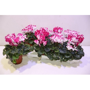 arr8 Cycl Md Sup Fusio Mi