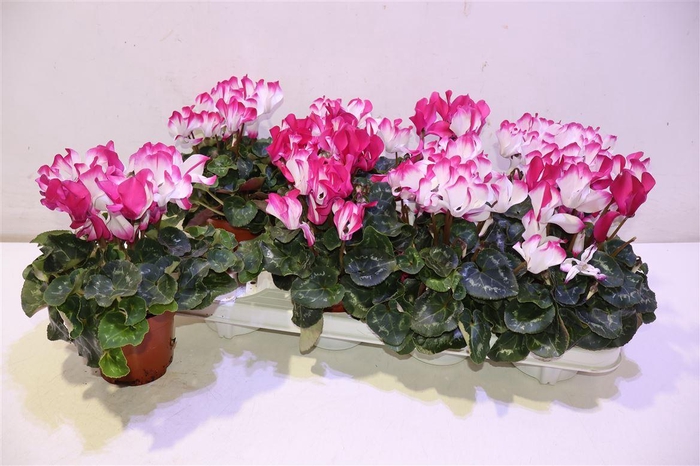 <h4>Cycl Md Sup Fusio Mi</h4>