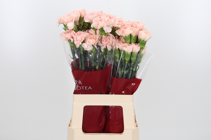 <h4>Di St Novia Peach</h4>