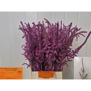Psylliostachys Suworowii