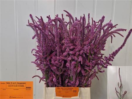 <h4>Psylliostachys Suworowii</h4>