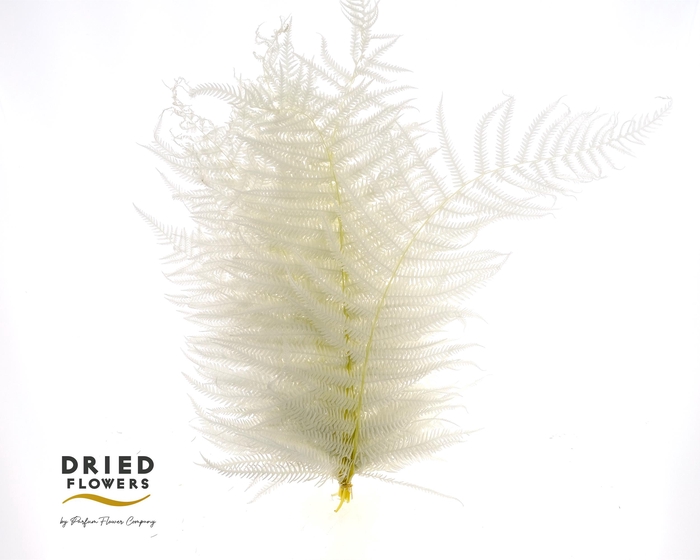 Dried bleached sword fern
