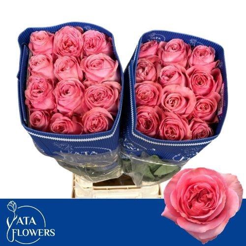 <h4>R GR PINK X-PRESSION</h4>